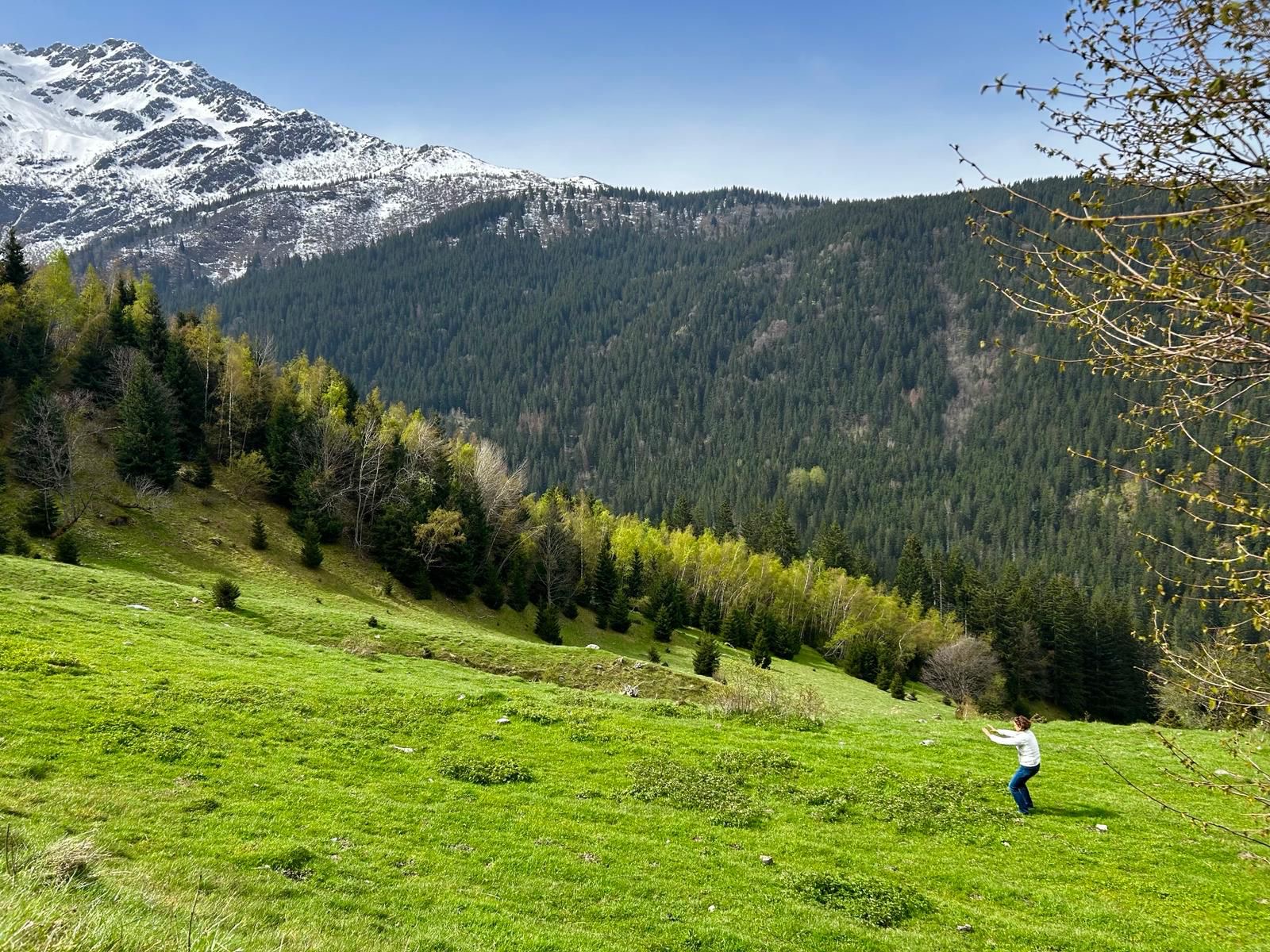 Pratique de Qigong dans un pré de montagne, mouvement fluide et ressourcement