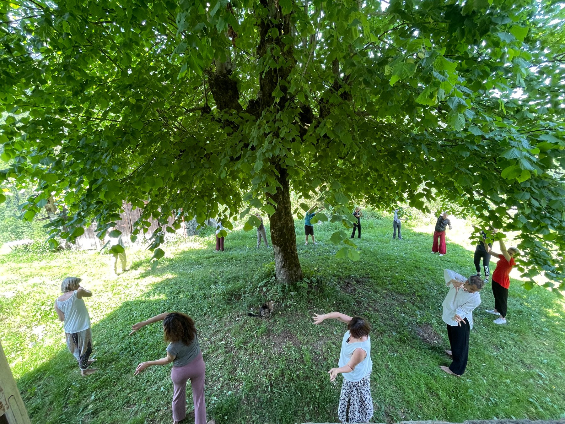 Groupe de personnes pratiquant en cercle sur l'herbe sous un grand tilleul