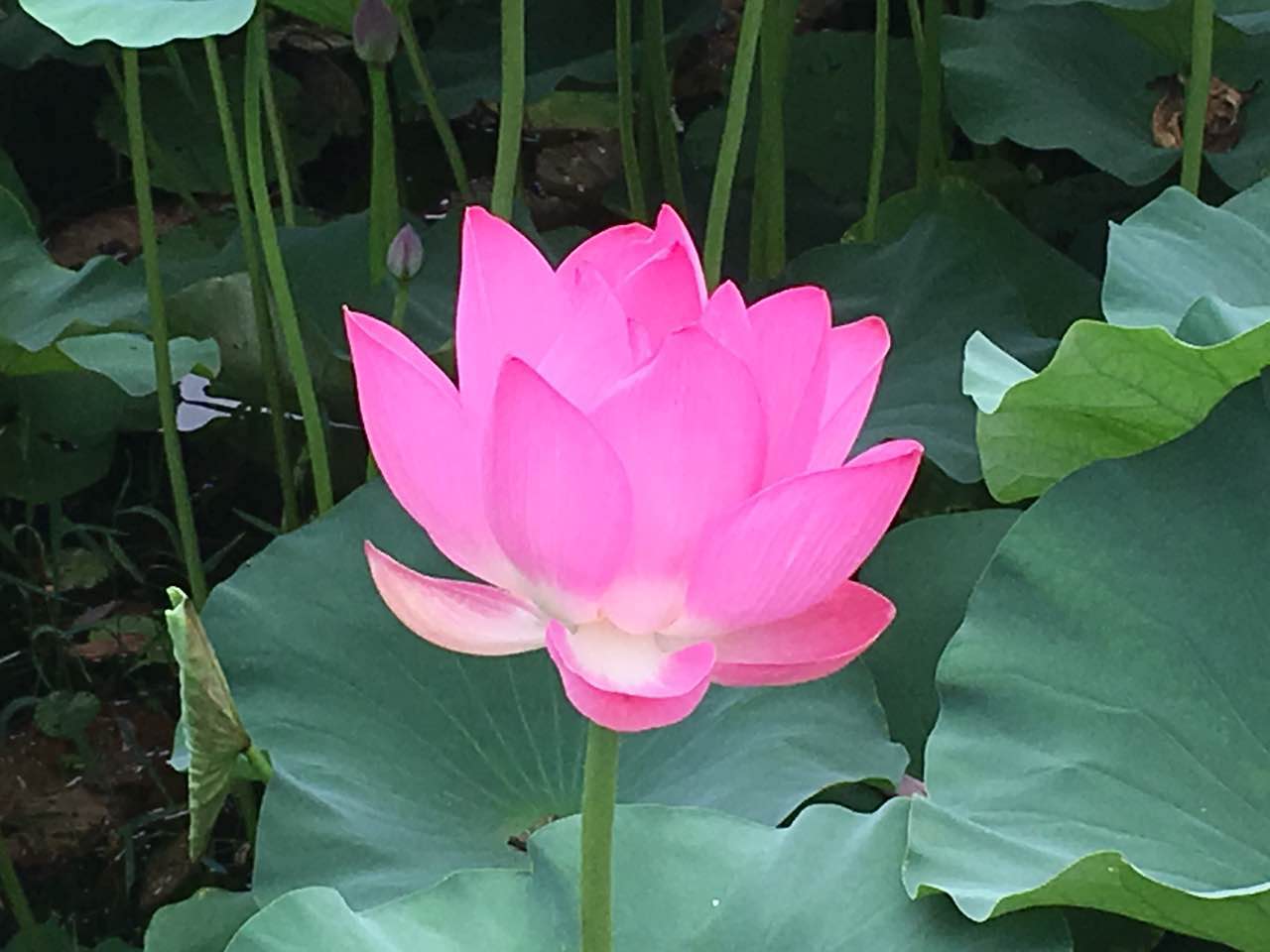 Fleur de lotus