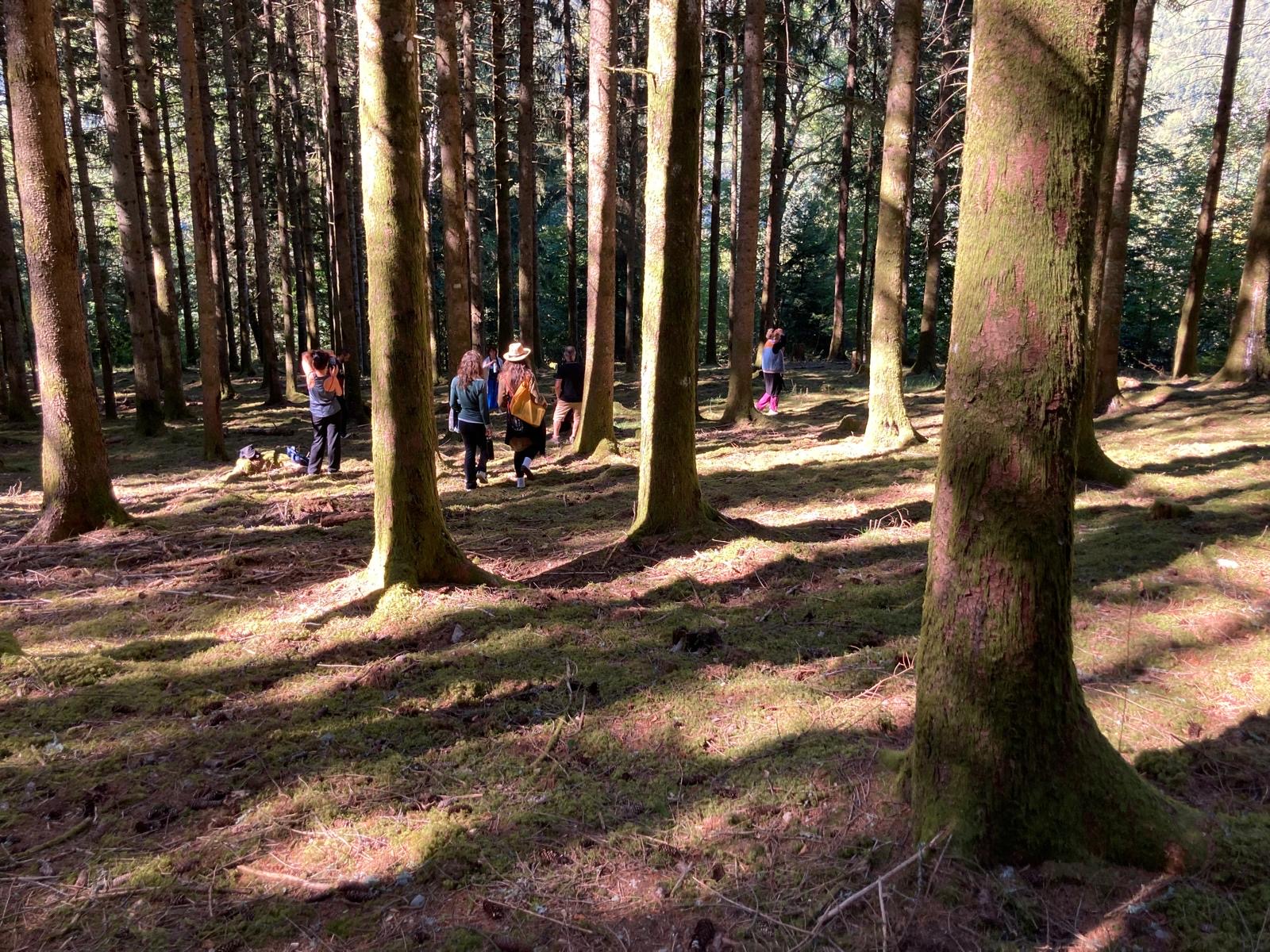 Personnes marchant dans une forêt de conifères baignée de lumière, troncs couverts de mousse
